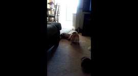 Watch till the end. So funny. My dogs playing took a hairy turn at the end.
