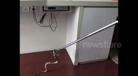 南宁 惊！男子入住酒店后昏迷 救助时裤腿掉下一条毒蛇