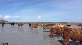 Hundreds of Highland cows walk along a beach to give birth on uninhabited Scottish island
