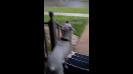 White boxer drinks rain from porch