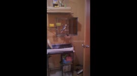 Cockatiel whistling Another One Bites The Dust