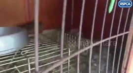 Boisterous hedgehogs fight after hibernating for five months - and one gets STUCK in a bowl