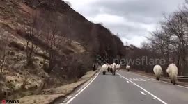 Amazing pictures show moment field full of Highland ponies surprised passengers on a busy A-road as they ran alongside traffic