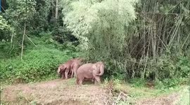 Wild elephant uses hoe to scratch back