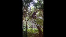 Monkey just outside our window