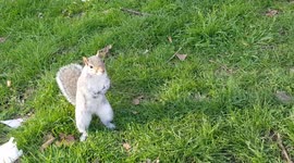 Squirrel eats pasty in London park part 1