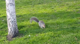 Squirrel eats pasty in London park part 3