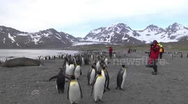 King Penguins, Elephant Seal and tourists at St Andrew's Bay, South Georgia