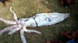 Fisherman catches giant squid measuring eight feet