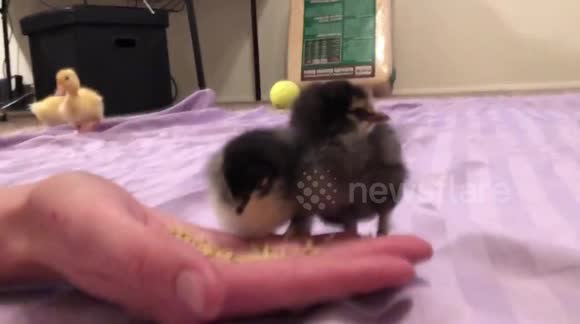 Hand feeding super cute chicks and ducklings