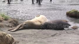 Baby Elephant Seal suckling its mother, Gold Harbour South Georgia