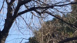 Parrots in National Garden of Athens