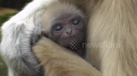 New Born Spring Baby For Gibbon Mother