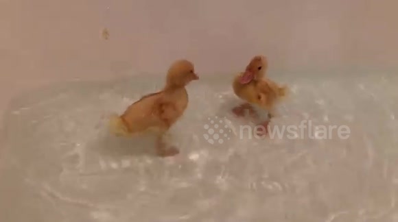 Golden retriever wants to join ducklings in the tub