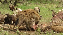 Single hyena hopelessly fails to keep vultures away from kill