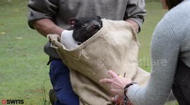 Drugs devised for human use 'could help treat cancer in Tasmanian Devils'