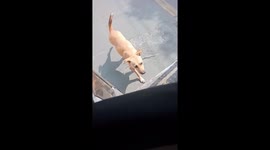 Stray dog chases bus until driver adopts her