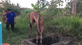 Cow winched to safety after falling down drain in Thailand