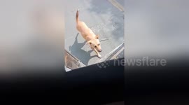 Stray dog chases bus until driver adopts her