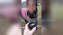 Hilarious moment horse discovers his distaste for coffee