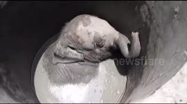 Sri Lankan rangers rescue baby elephant after it falls down well