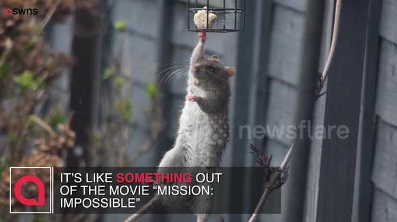 Newsflare Moment Acrobatic Rat Is Caught Raiding The Bird Feeder