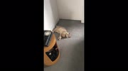 temp