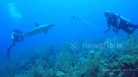 Feeding lionfish to sharks