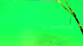 Shark in shallow water on South Beach, Miami