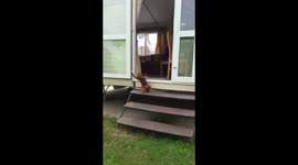 Pepper Falling Down Stairs