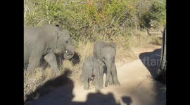 New born baby Elephant trying to find his feet