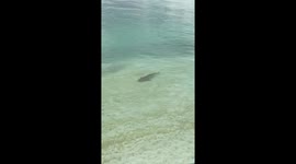 Shark maldives kuramathi