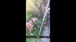 Dog drinks from hose