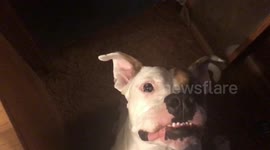 Dog wants makeup put on him!