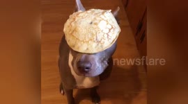 Dog balances pancake on head