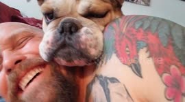 Teasing my bulldog and received instant karma