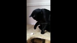 Billy with snow for the 1st time...