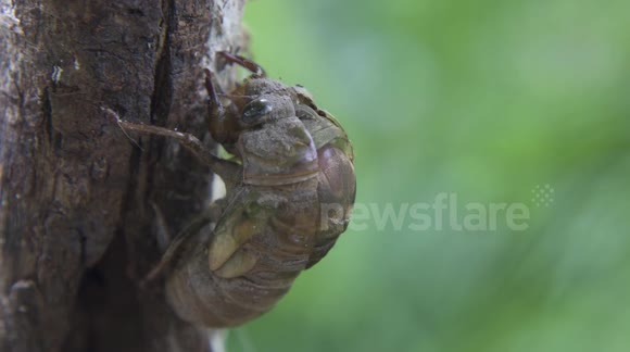 Timelapse of a cicada emerging