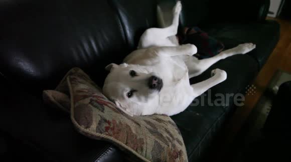 Dog has adorably happy reaction to getting caught napping on sofa
