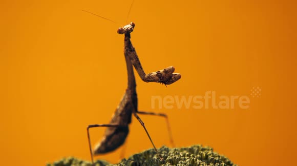 Carolina mantis (Stagmomantis carolina) with broccoli 