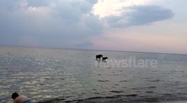 Nida. Mummy and baby Moose