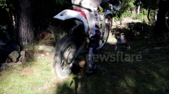 Sweep the dog loves racing the trail bike