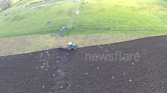 Seagulls find an easy meal behind tractor ploughing a field- phantom / gopro 3+