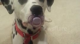 This Dalmatian dog thinks he's a baby