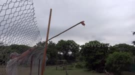 Caracal jumps up to 3 meters high for its food during a controlled experiment