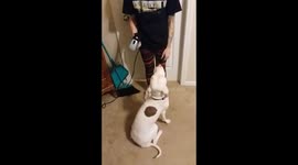 Pitbull killed by gun