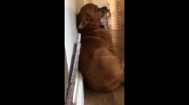 Adorable chihuahua tries to hide when it's medicine time