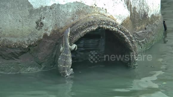 Monitor lizards in canal in Bangkok