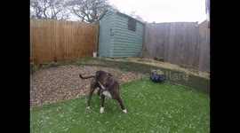 Dog confused by snowflakes