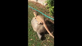 106-year-old tortoise gives bearded dragon a ride